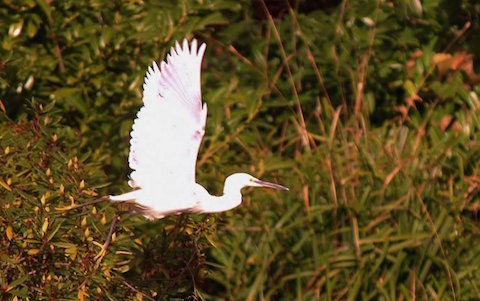 Little egret in flight.
