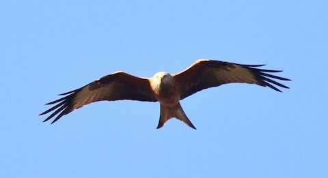 Red kite appears from out of the blue (sky).