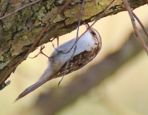 Treecreeper looking for insects.