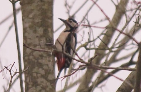 Greater spotted woodpecker drumming up some noise.