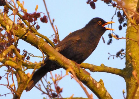 A blackbird sings at Stoke Nature Reserve.