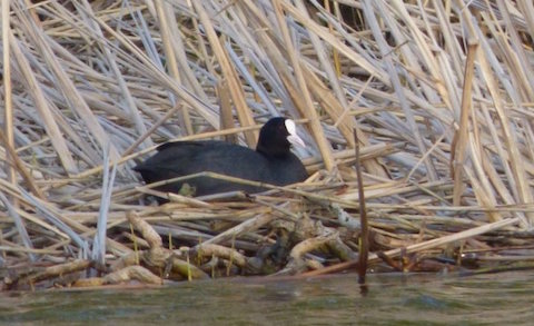 A coot on its nest.