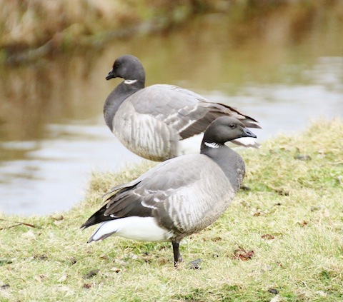 Brent geese at Farlington.