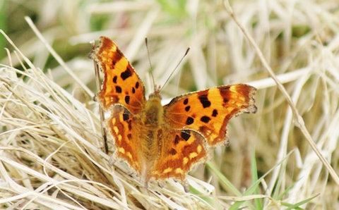 Comma at Stoke Nature Reserve.