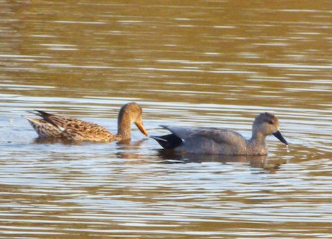 Drake and duck gadwall on flooded field by Stoke Lock.