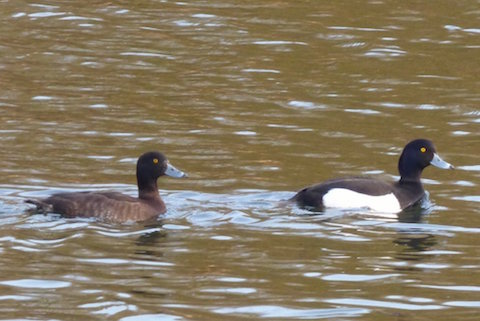 Drake and duck tufted duck on Stoke Lake.