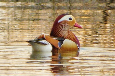 Drake Mandarin duck on the River Wey.
