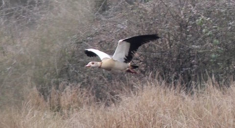 Egyptian goose takes flight near Stoke Lake.