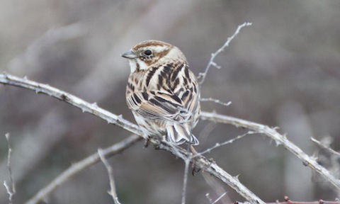 Female reed bunting.