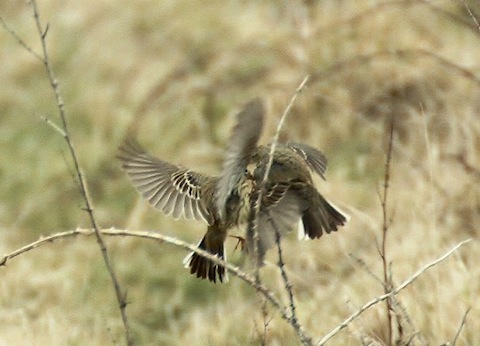 Fighting meadow pipits at Farlington.