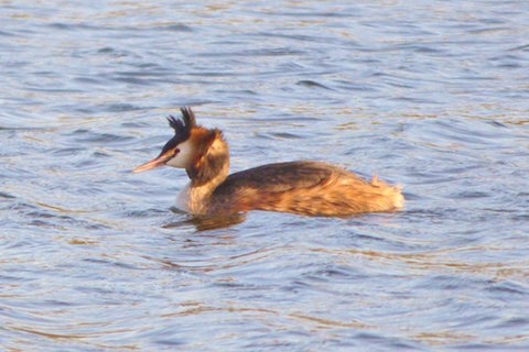 Great crested grebe on Stoke Lake.