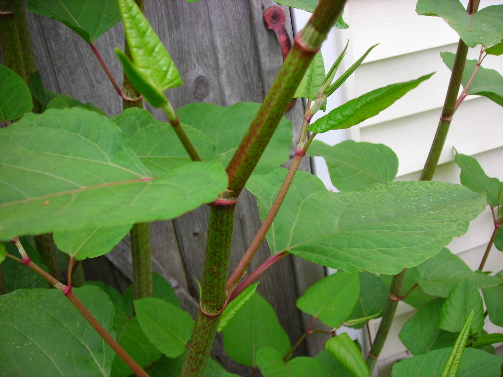 Japanese Knotweed - Have you seen this plant?