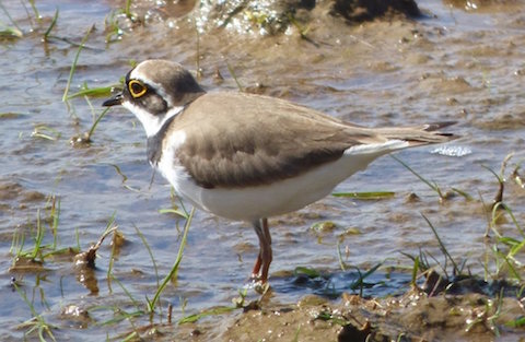 Little ringed plover at Pulborough.