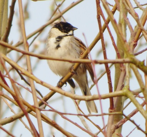 Male reed bunting by the boardwalk at Stoke Nature Reserve.
