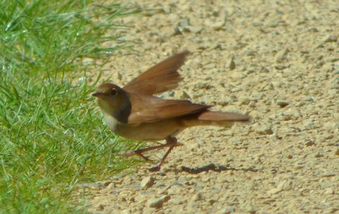Nightingale at Pulborough Brooks.