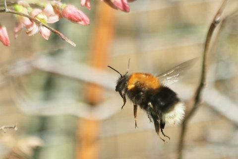 Queen bumble bee out from hibernation.