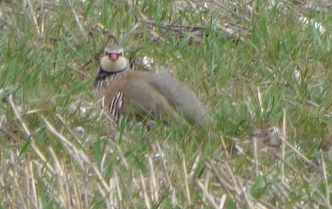 Red-legged partridge at Pagham.