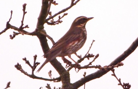 Redwing at Stoke Nature Reserve.