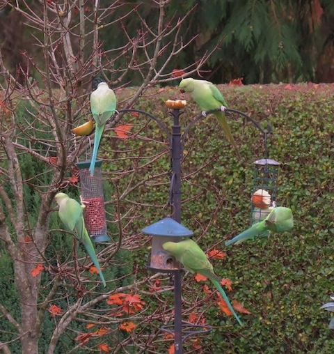 Ring-necked parakeets, looking like numbers on a clock face in Bob's Smith's garden.
