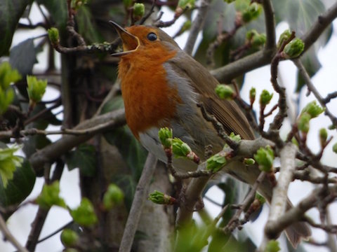 Singing robin.