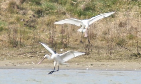 Spoonbills fly in as we watch at Medmerry, West Sussex.