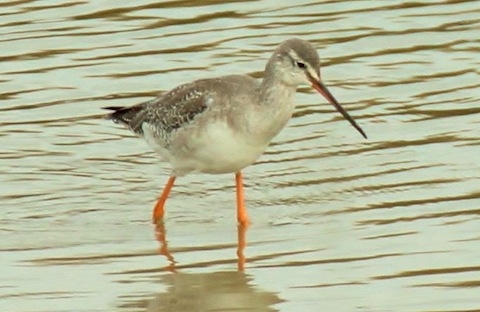 Spotted redshank in winter plumage - A much more pale looking bird  than the common redshank at Pagham Harbour.