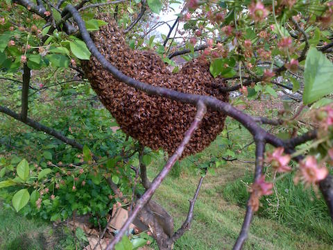 The swarm, about 10,000 bees in total on the Aldershot Road allotments.