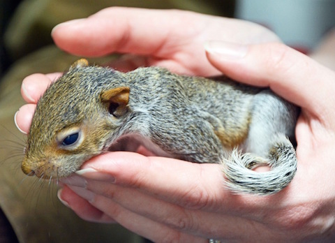 Three-week-old baby squirrel. Picture by Dani Maimone.