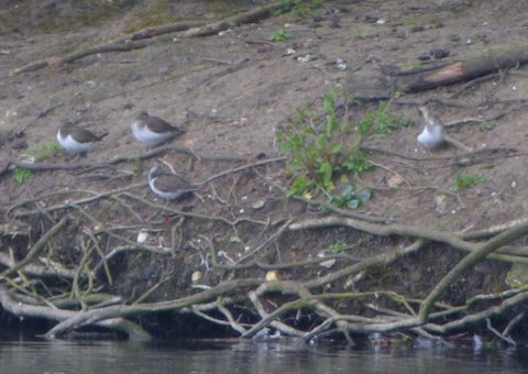 Four common sandpipers on the island at Stoke Lake.