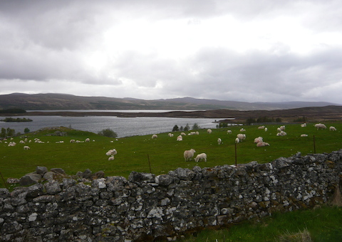 One of the last cultivated fields we passed. Loch Shin is in the background.