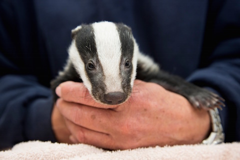 A badger cub.