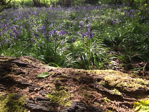 Bluebells flowering in the woods.