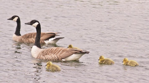 Canada geese on Stoke Lake.