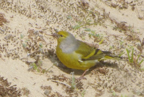 Citril finch near Holkham beach Norfolk- An adult male in summer plumage.