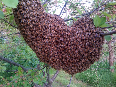 A closeup view of the swarm.
