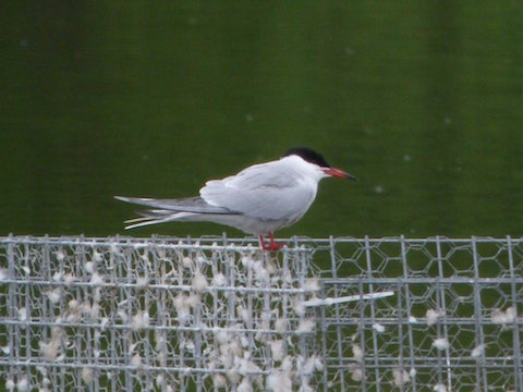 Common tern on the raft at Stoke Lake.