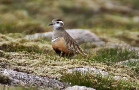 Dotterel. This one I photographed last year high up in the Cairngormes mountains in Scotland.