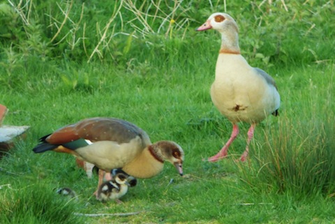 Egyptian geese now with chicks.