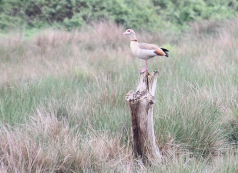 Egyptian goose seen on a dead tree stump near Stoe Lock.