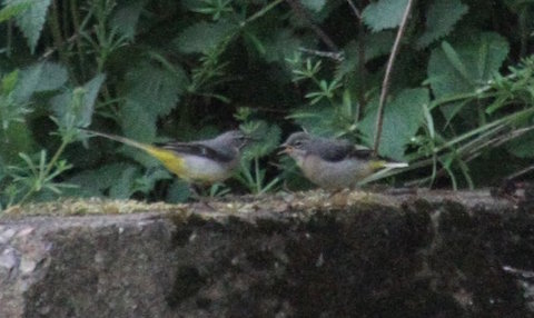 Grey wagtail tending to one of its fledglings.