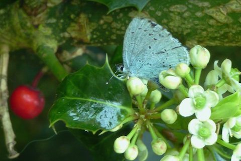 Holly blue feeding on nectar of a flowering holly.