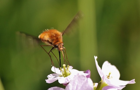 Large bee fly.
