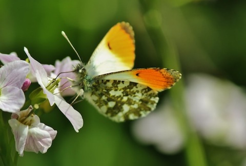 Male orange tip butterfly.