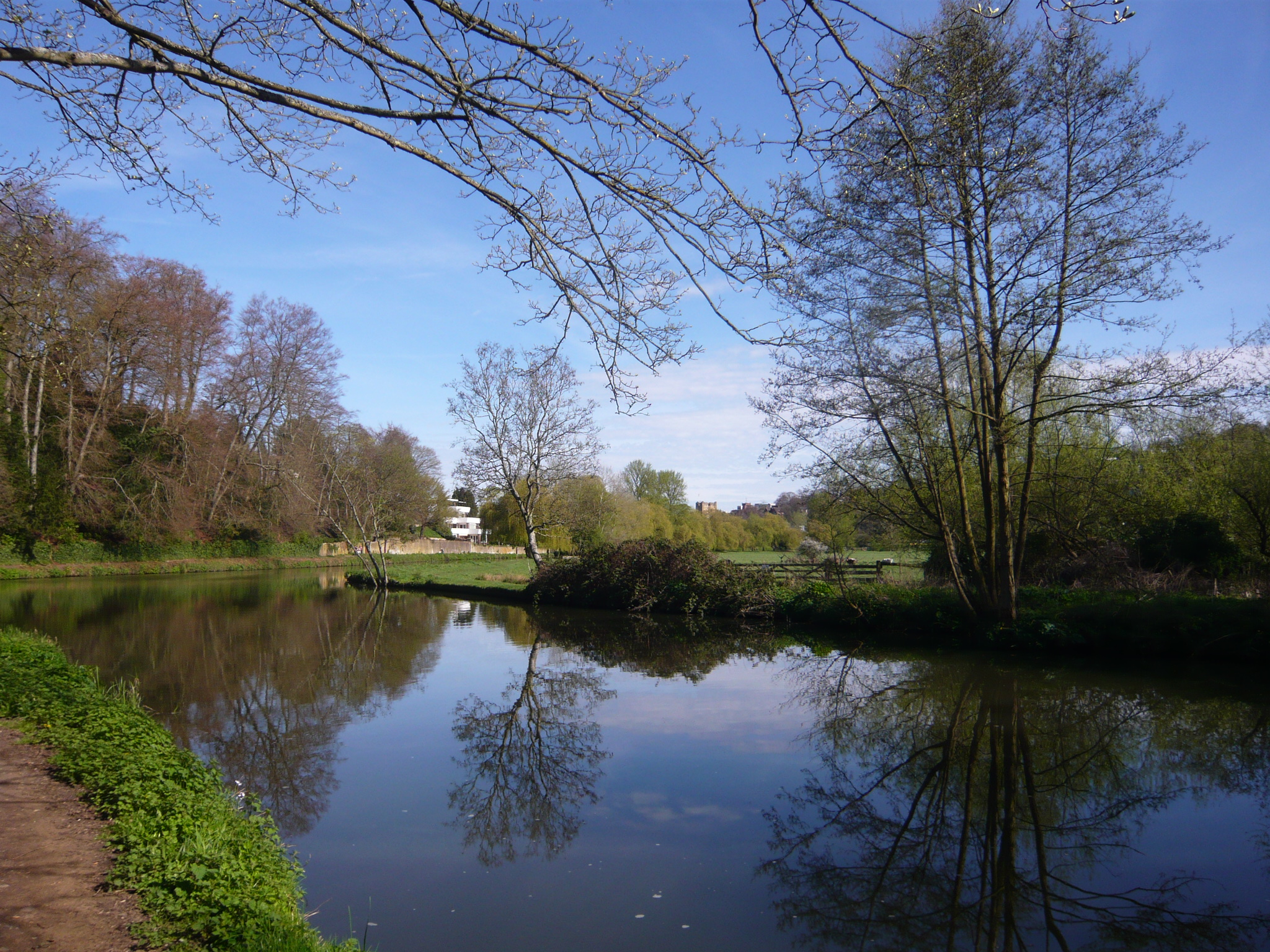 The River Wey in April looking north towards the town with the towpath on the left.