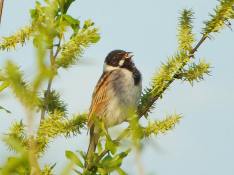 Reed bunting singing by the boardwalk.