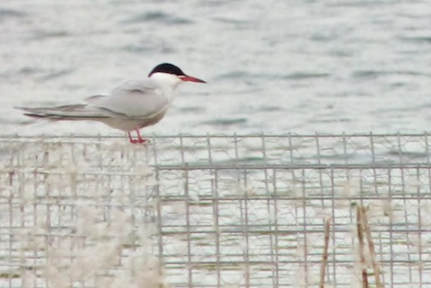 Return of the terns at Stoke Lake.