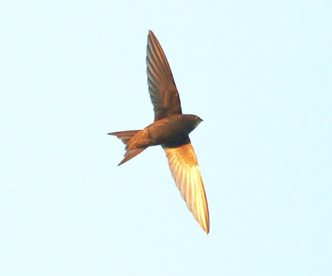 Swifts, now seen back in the sky over Guildford.