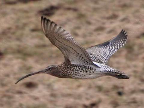 The downward curling long beak makes a curlew easy to identify as does its "coor-li" call from which it gets its name.