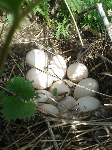 I found this well camouflaged mallard's nest with 12 eggs in only 3ft from the towpath.