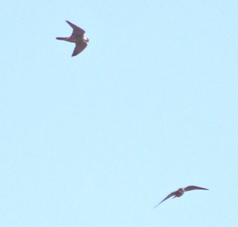 Two hobbies (Falco subbuteo) fly by Thursley Common.